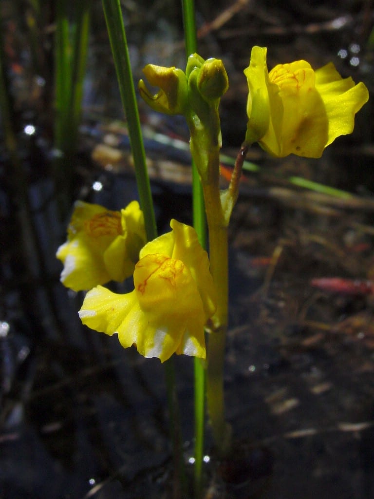 Common bladderwort (Utricularia macrorhiza)