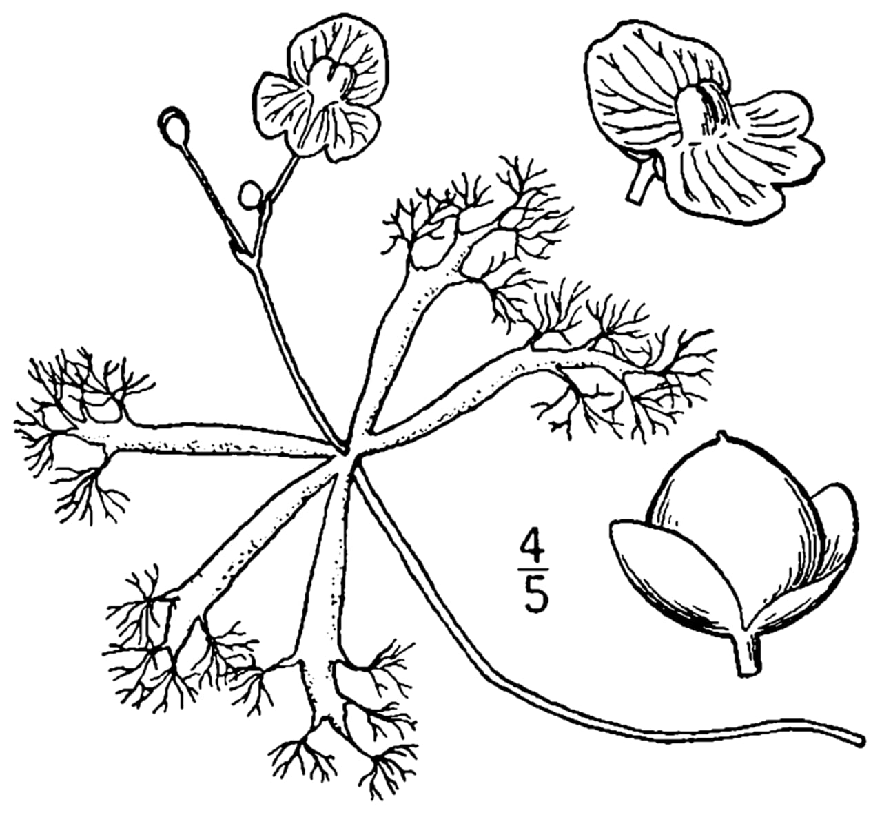 Little floating bladderwort (Utricularia radiata)