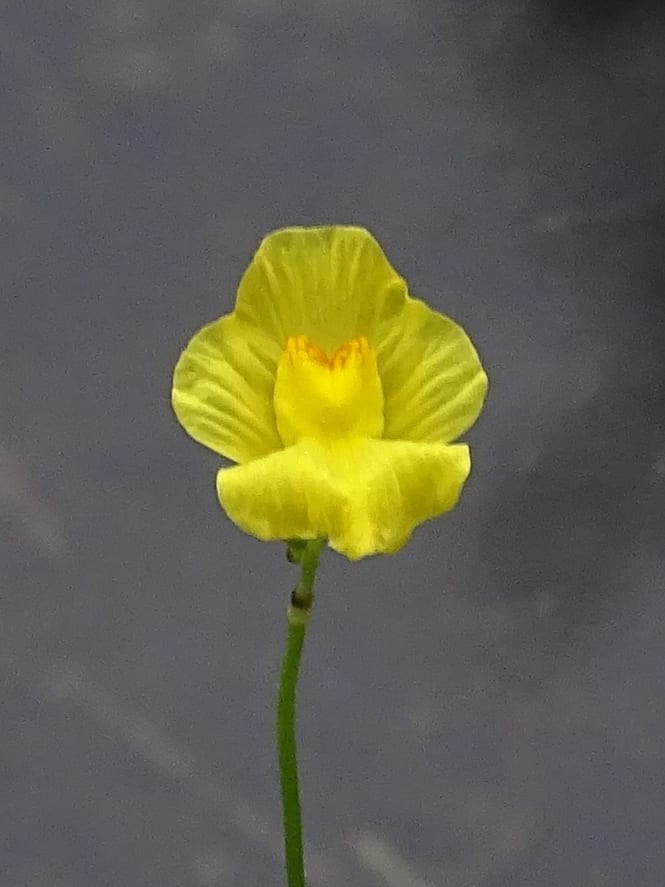 Striped bladderwort (Utricularia striata)