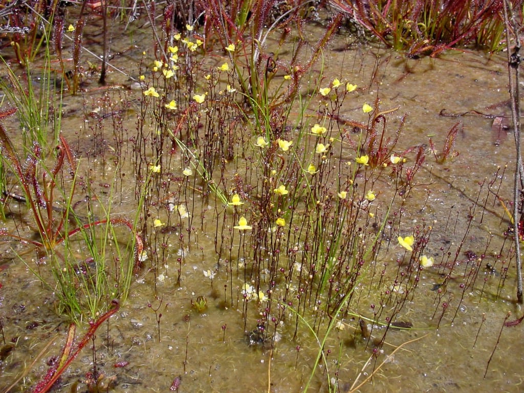 Zigzag bladderwort (Utricularia subulata)