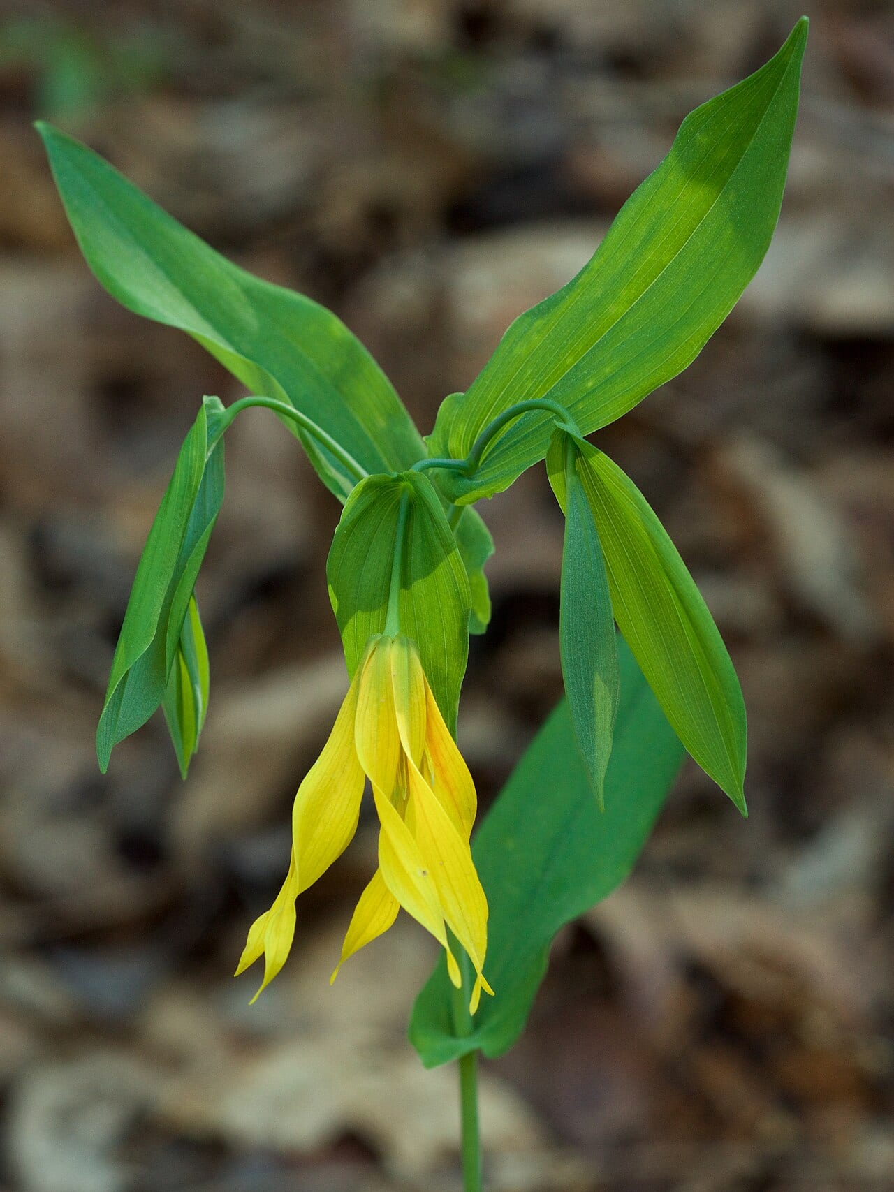 Largeflower bellwort (Uvularia grandiflora)
