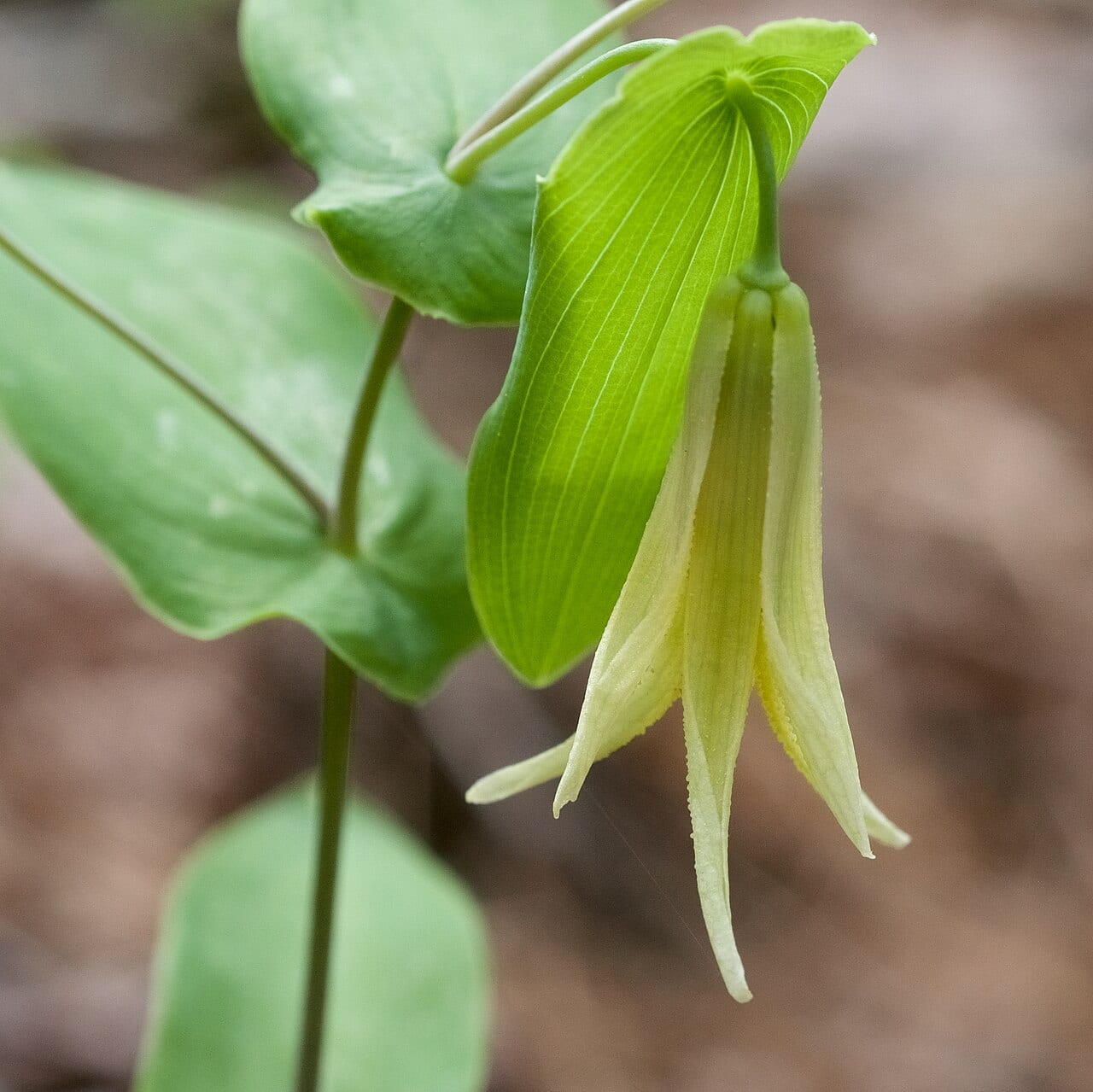 Perfoliate bellwort (Uvularia perfoliata)
