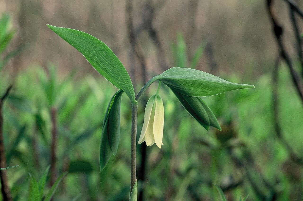 Spreading bellwort (Uvularia sessilifolia)