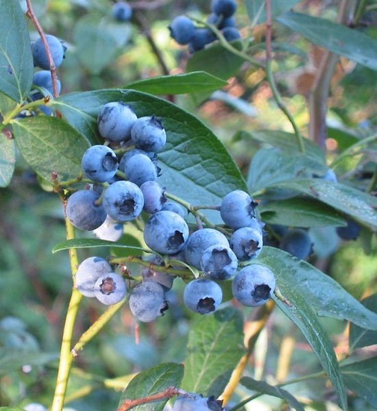 Highbush blueberry (Vaccinium corymbosum)