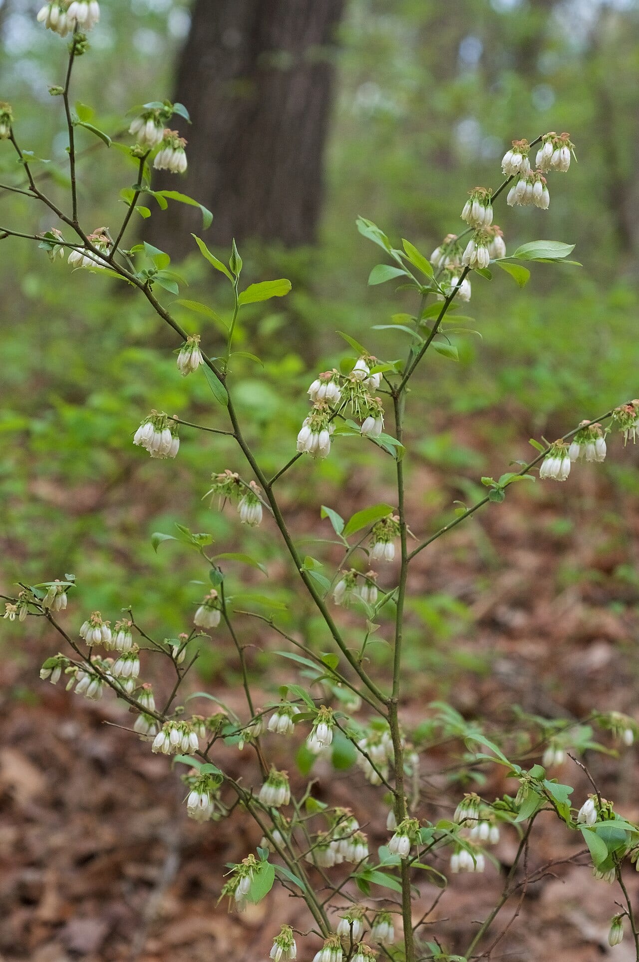 Smallflower blueberry (Vaccinium virgatum)
