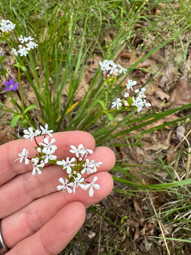 Longtube cornsalad (Valerianella longiflora)
