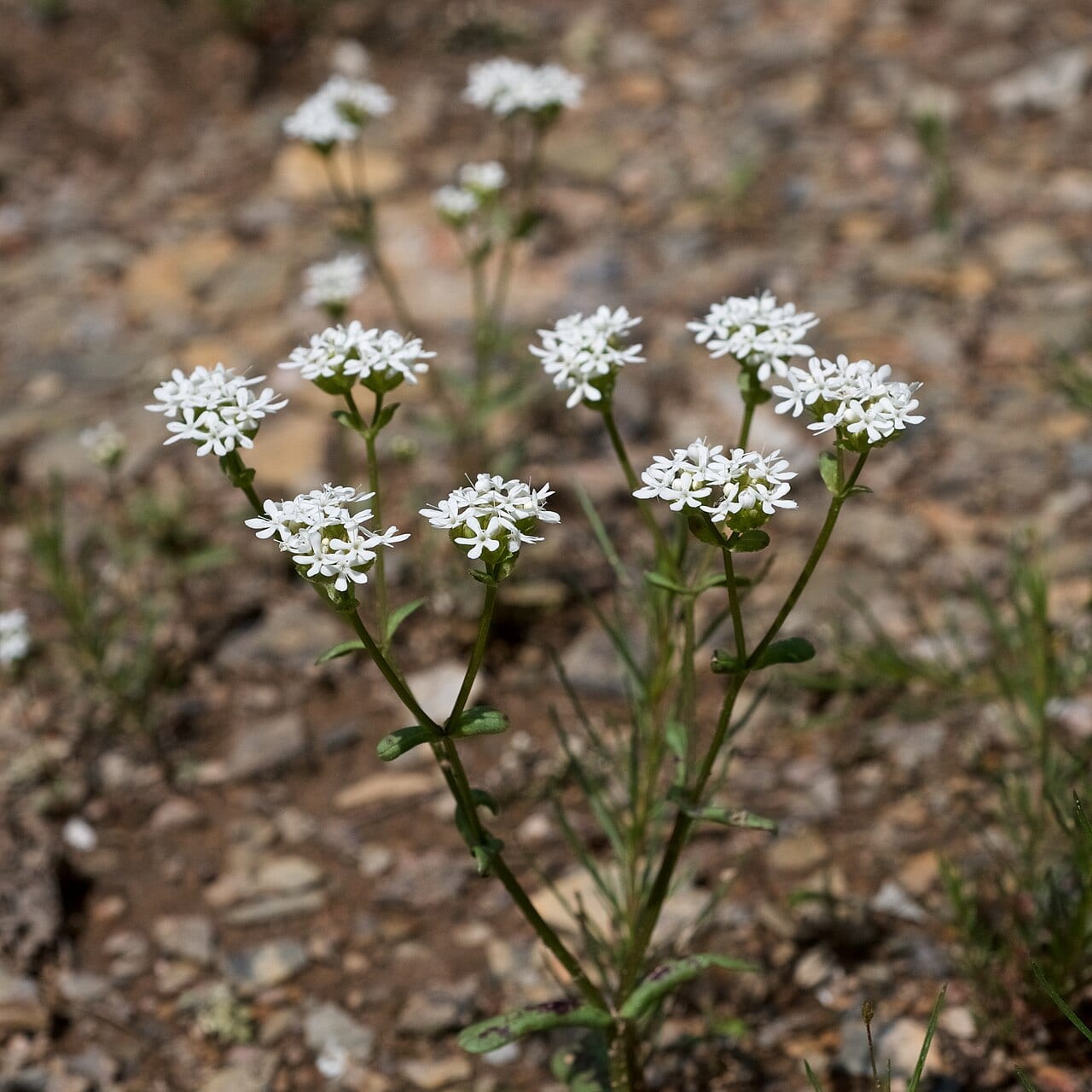 Nuttall's cornsalad (Valerianella nuttallii)