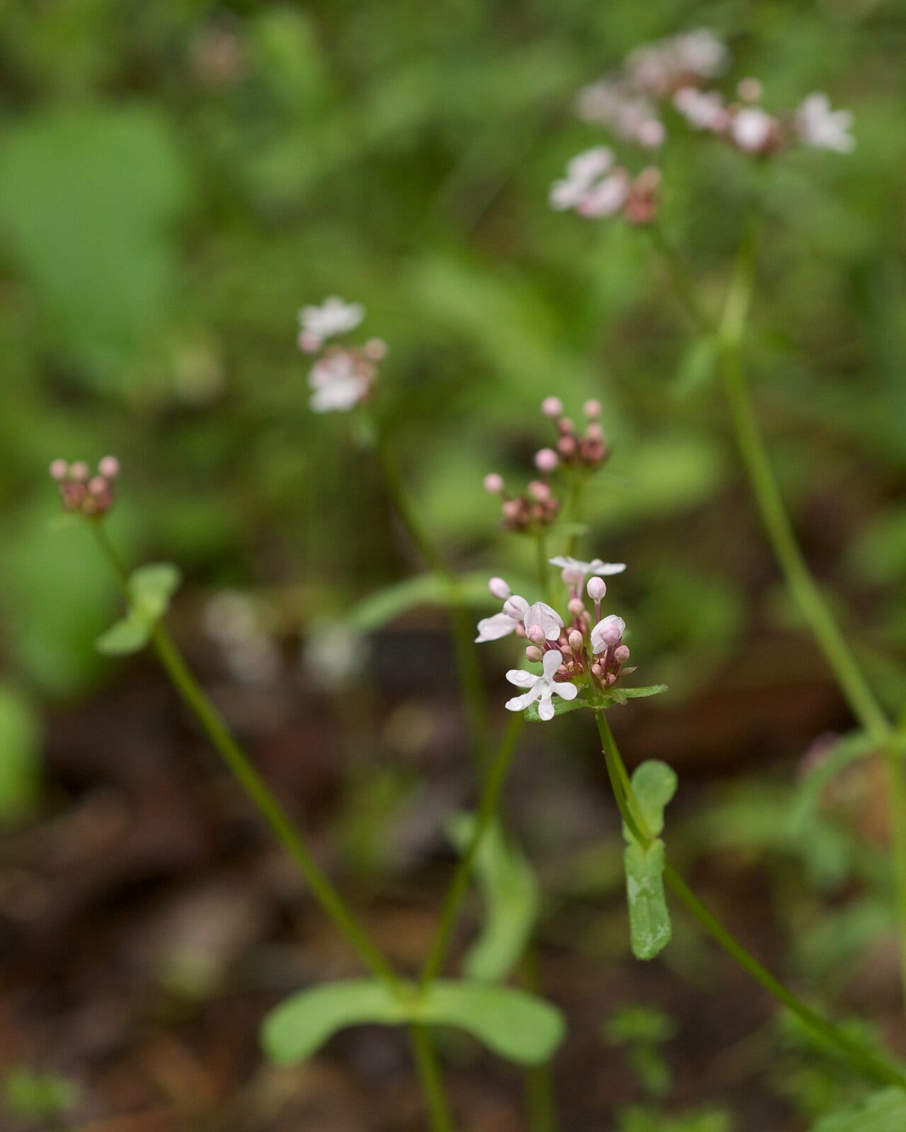 Benjamin franklin bush (Valerianella ozarkana)