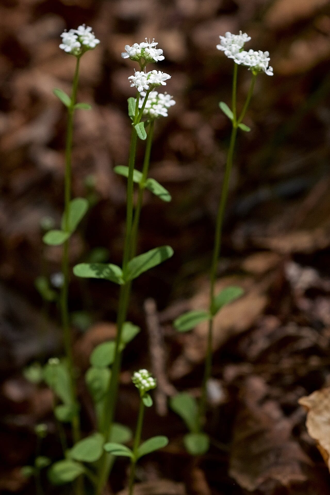 Palmer's cornsalad (Valerianella palmeri)
