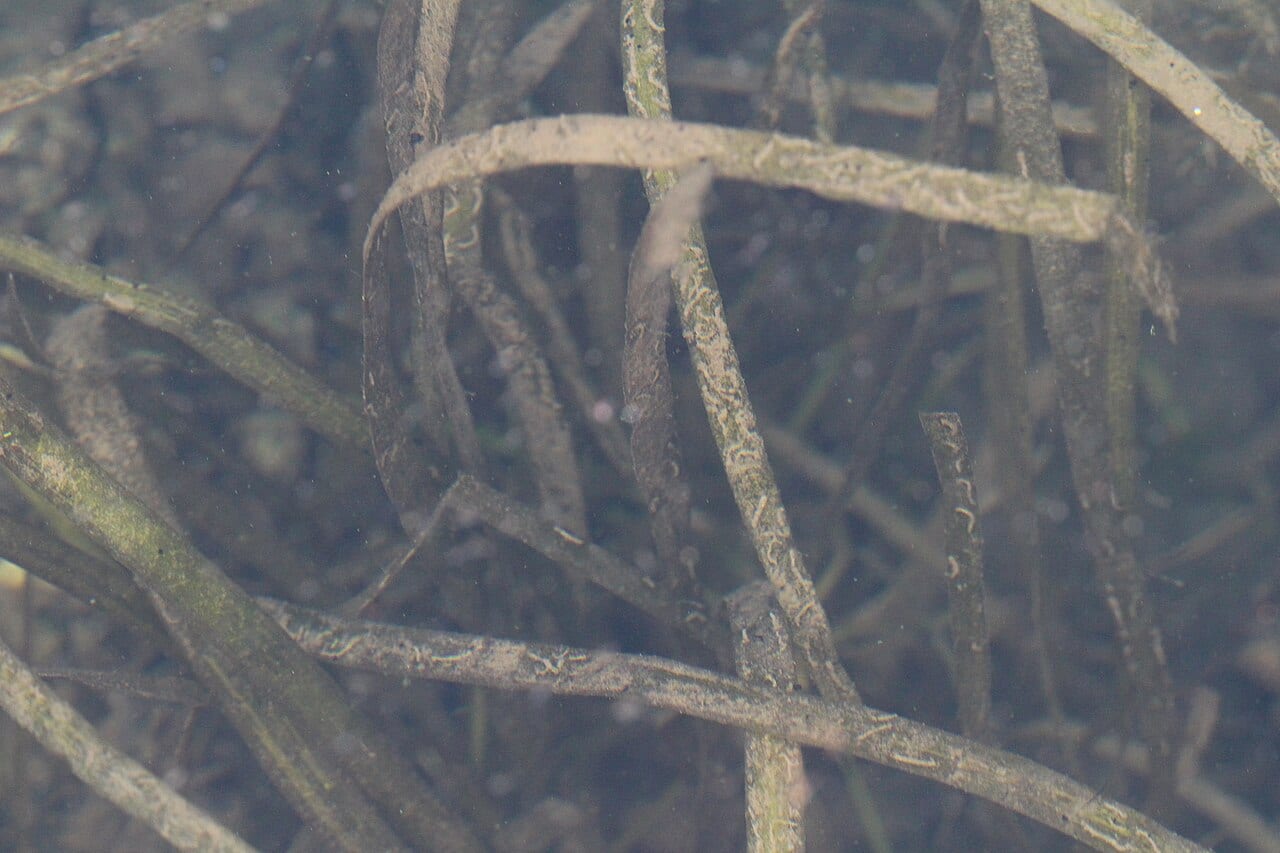 American eelgrass (Vallisneria americana)