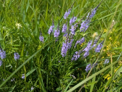 Blanchard's verbena (Verbena × blanchardii)