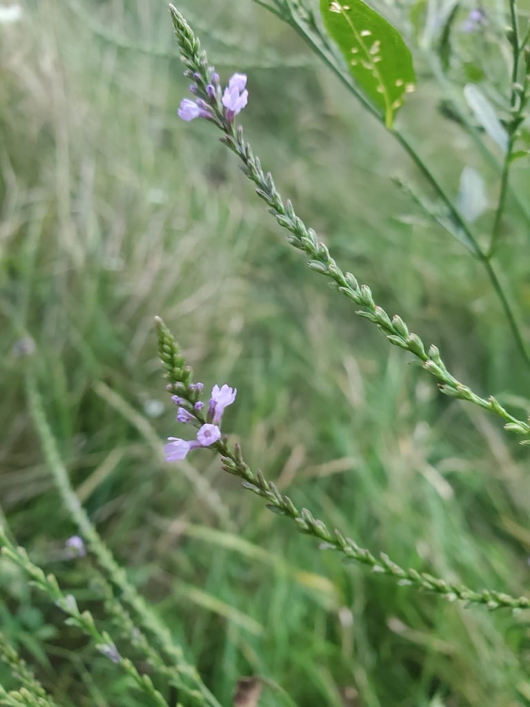 Hybrid vervain (Verbena × engelmannii)