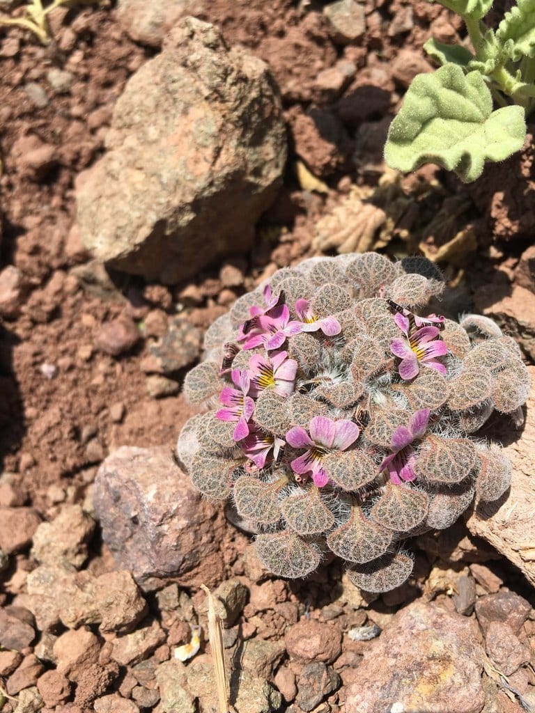 Illicit verbena (VEIL)