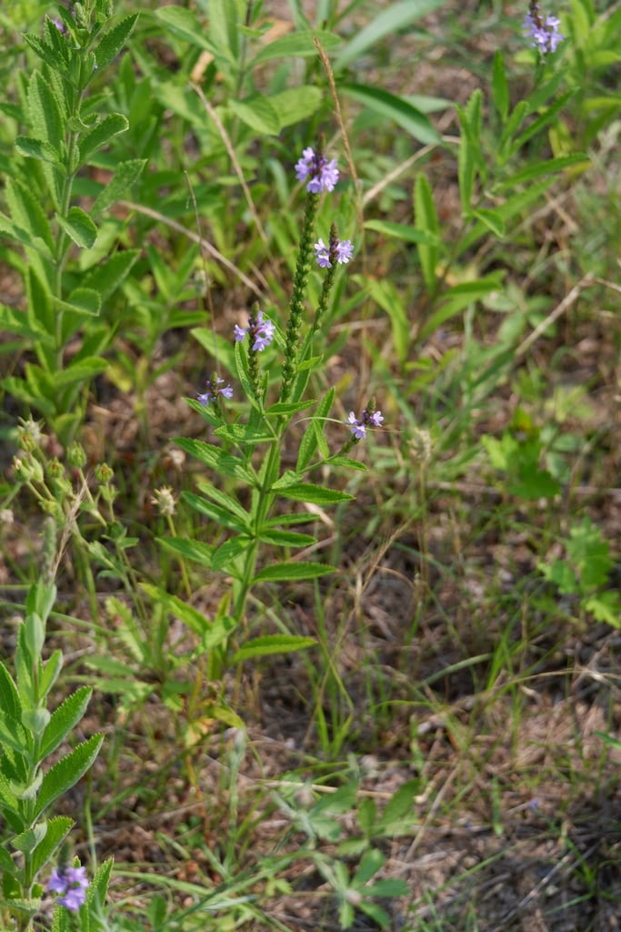 Verbena (Verbena × moechina)