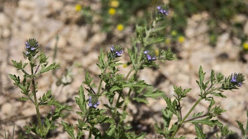 Verbena (Verbena × perriana)