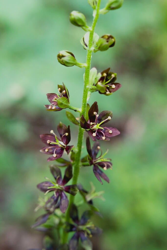 Wood's bunchflower (Veratrum woodii)