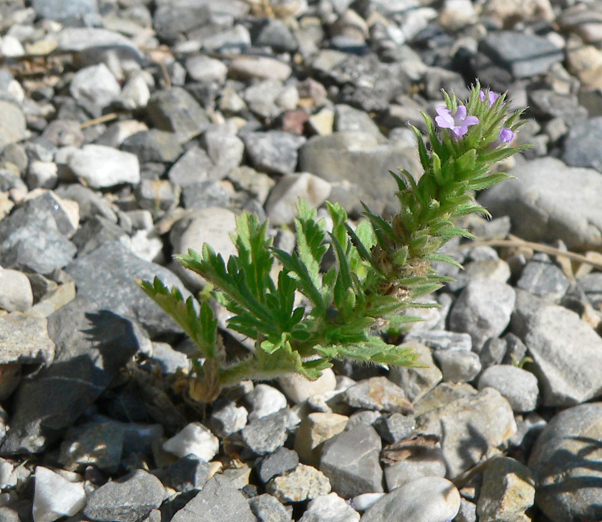 Bigbract verbena (Verbena bracteata)