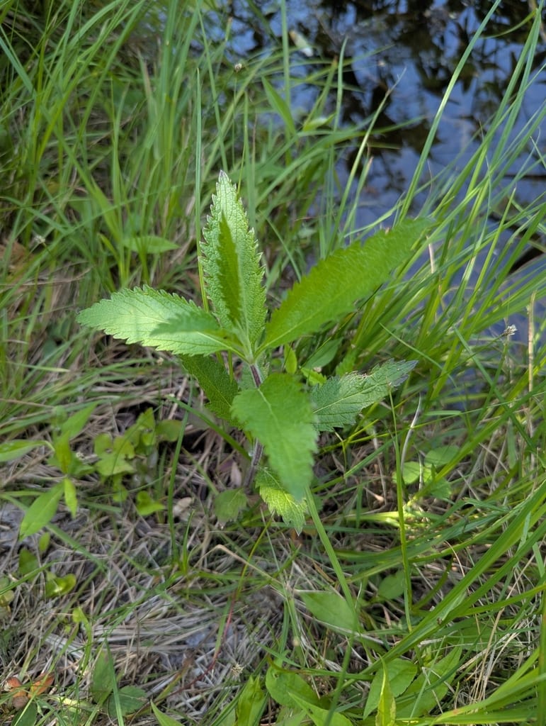 Swamp verbena (Verbena hastata var. hastata)