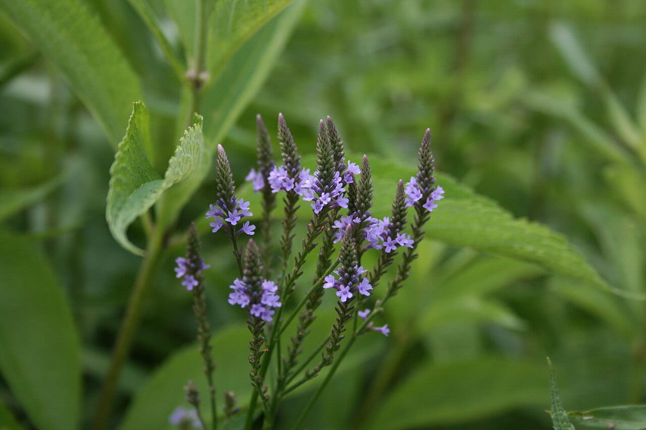 Swamp verbena (Verbena hastata)