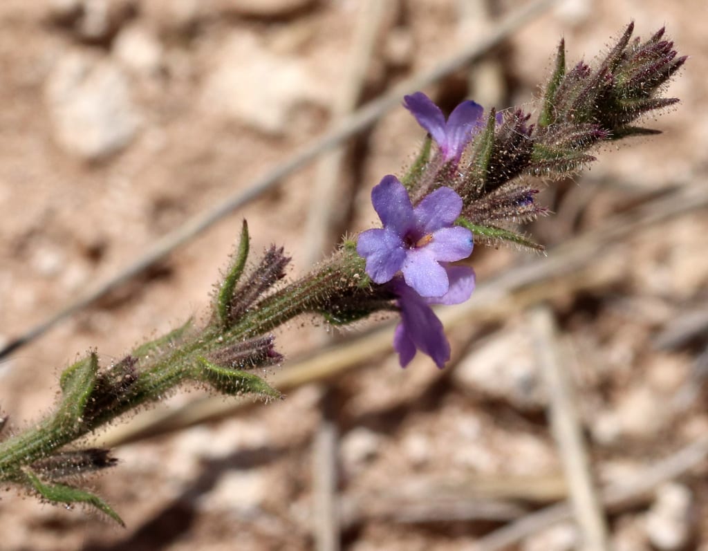 Fanleaf vervain (Verbena plicata)