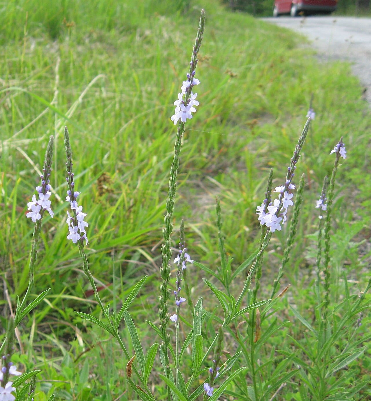 Narrowleaf vervain (Verbena simplex)
