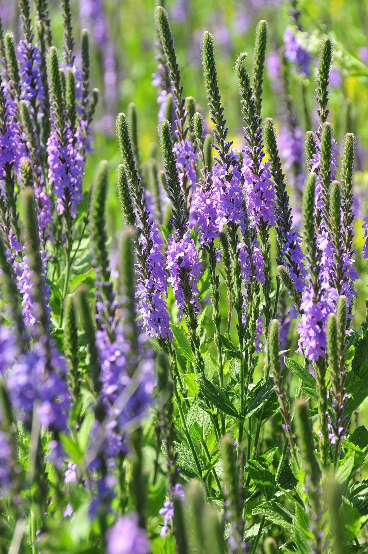 Hoary verbena (Verbena stricta)