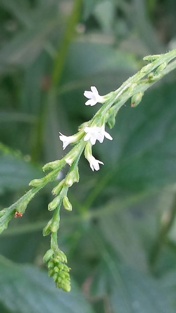 White vervain (Verbena urticifolia var. urticifolia)