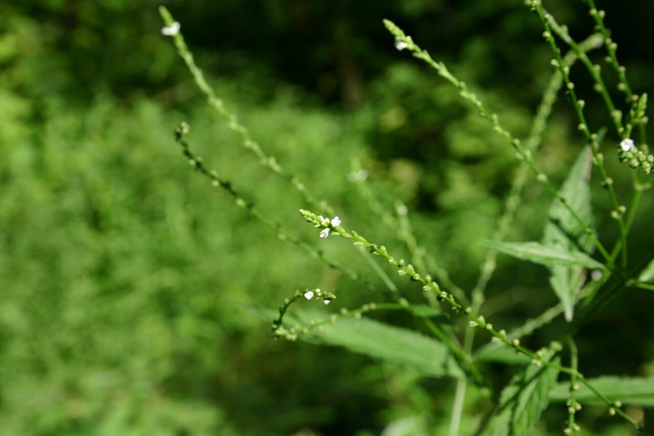 White vervain (Verbena urticifolia)