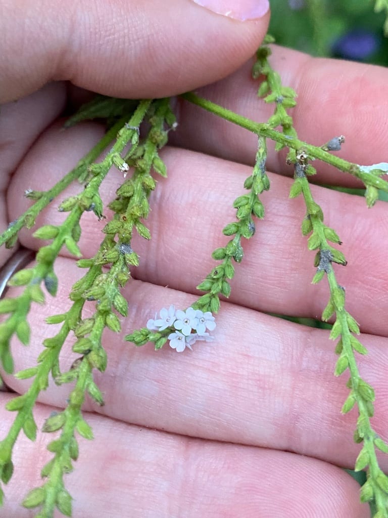 Gulf vervain (Verbena xutha)