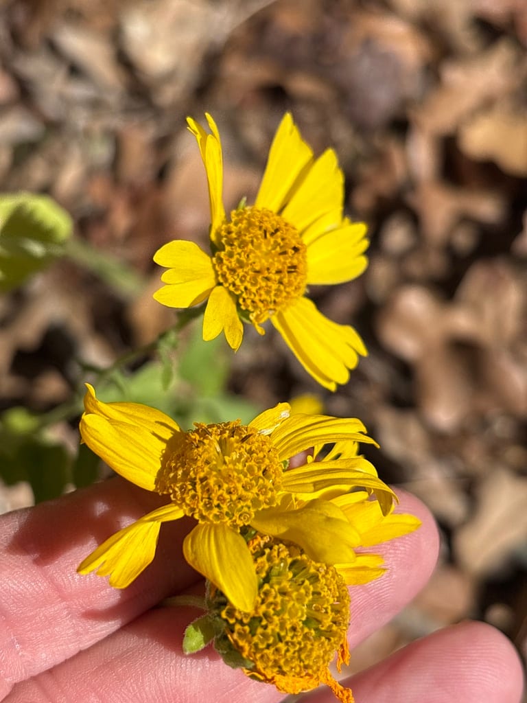 Golden crownbeard (Verbesina encelioides ssp. exauriculata)