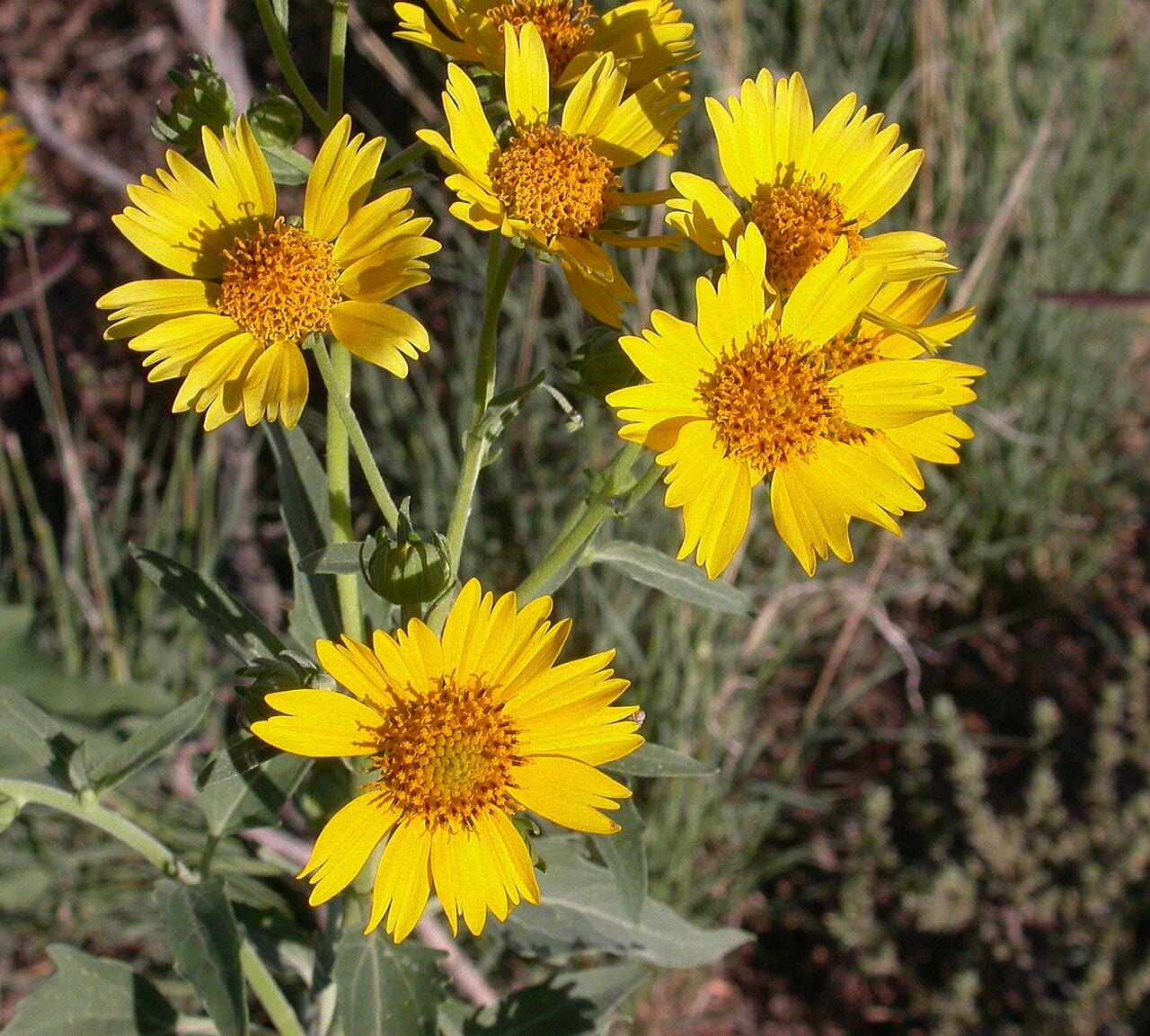 Cowpen daisy (Verbesina encelioides)