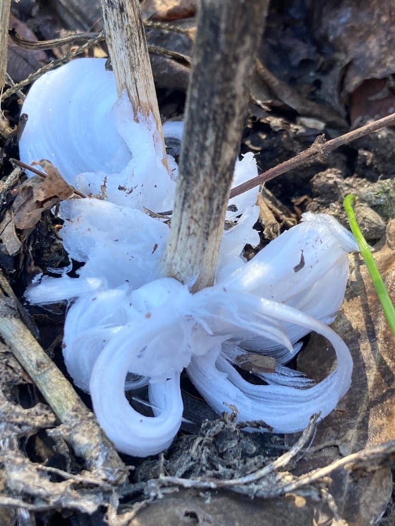 Frostweed (Verbesina virginica var. virginica)