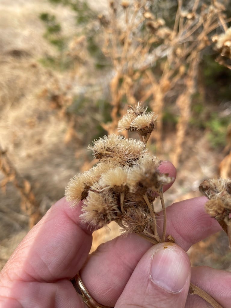 Interior ironweed (Vernonia baldwinii ssp. interior)