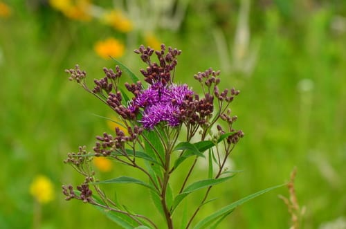 Prairie ironweed (Vernonia fasciculata ssp. fasciculata)