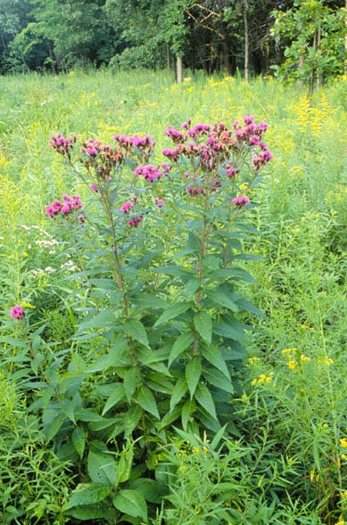Prairie ironweed (Vernonia fasciculata)
