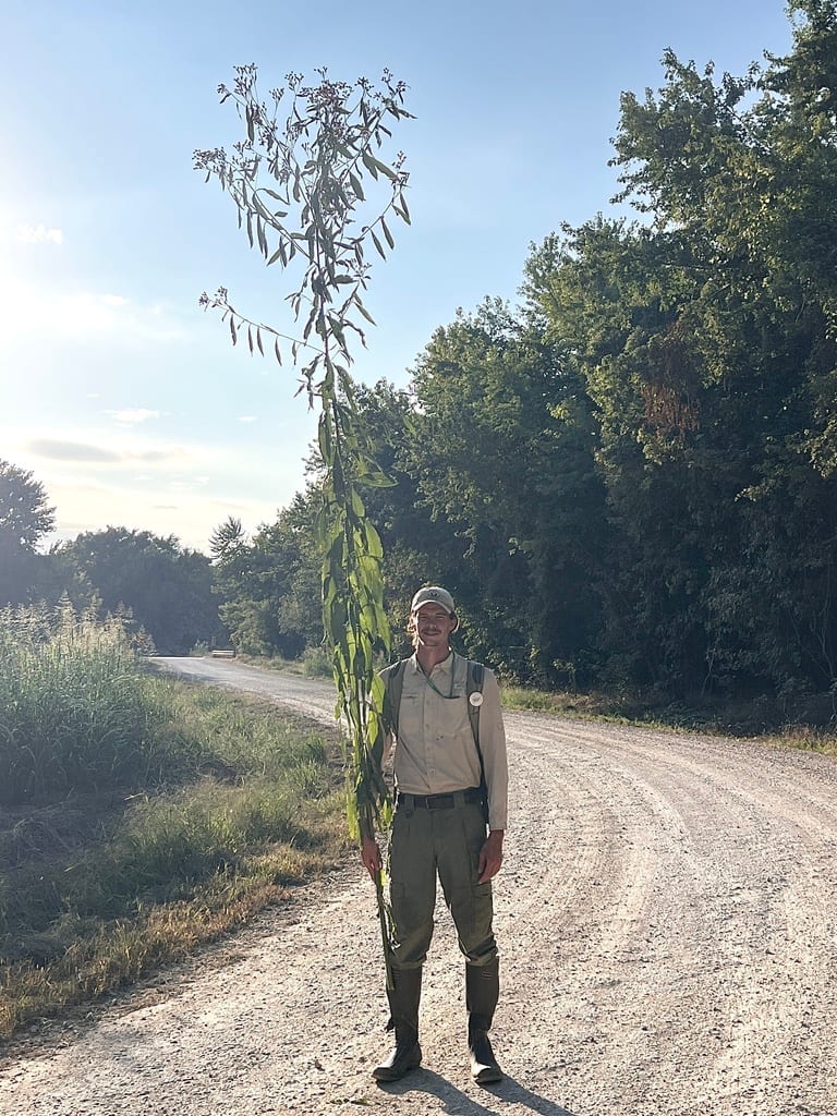 Giant ironweed (Vernonia gigantea ssp. gigantea)