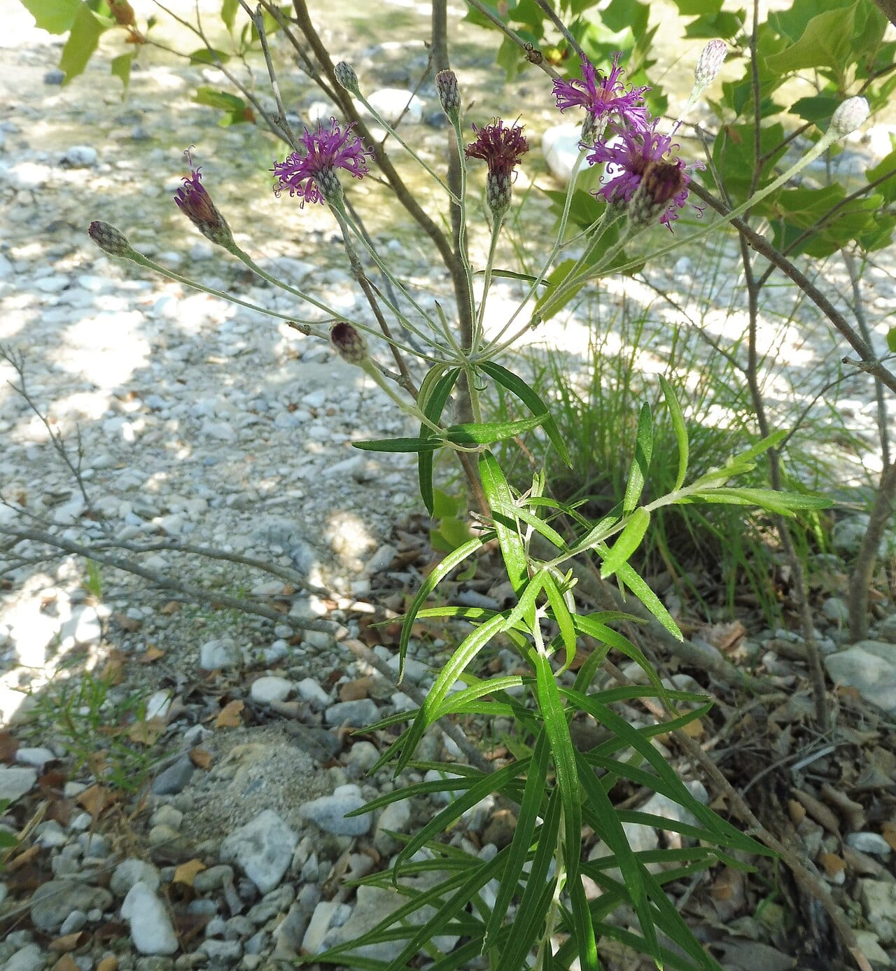 Woolly ironweed (Vernonia lindheimeri)