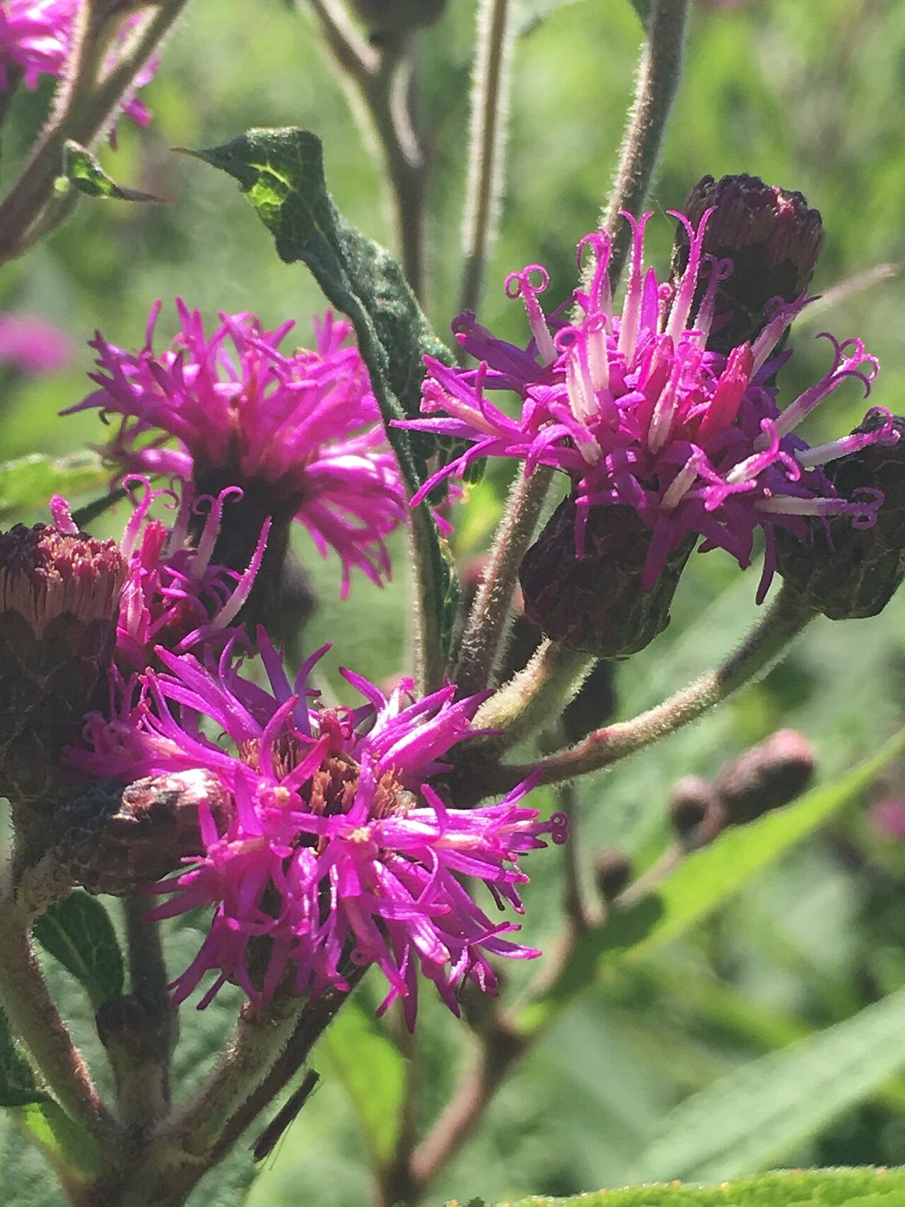 Missouri ironweed (Vernonia missurica)