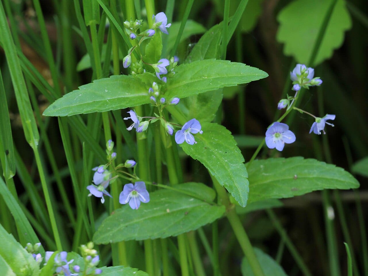 American speedwell (Veronica americana)