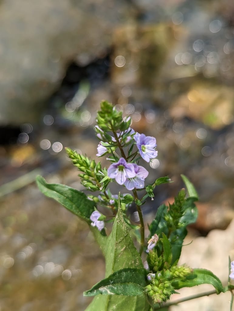 Water speedwell (Veronica anagallis)