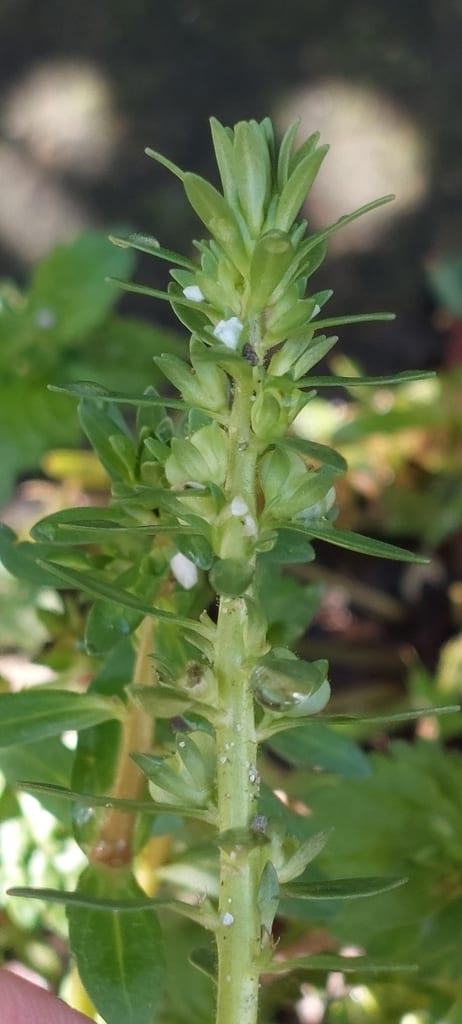 Hairy purslane speedwell (Veronica peregrina ssp. xalapensis)