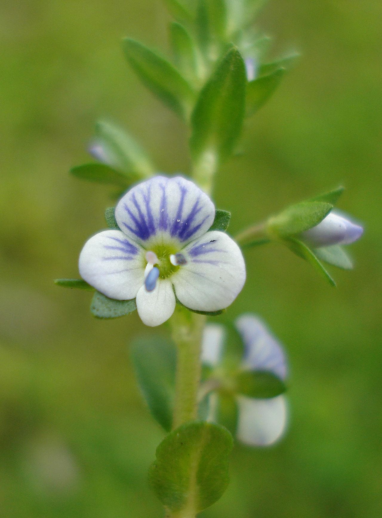 Thymeleaf speedwell (Veronica serpyllifolia)