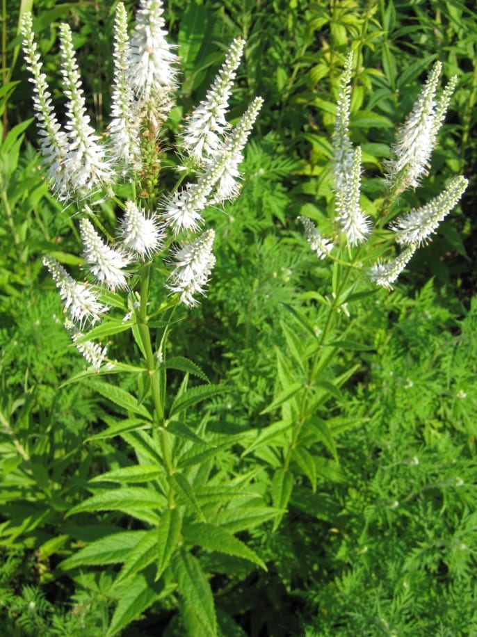Culver's root (Veronicastrum virginicum)