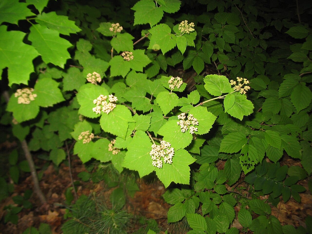 Mapleleaf viburnum (Viburnum acerifolium)