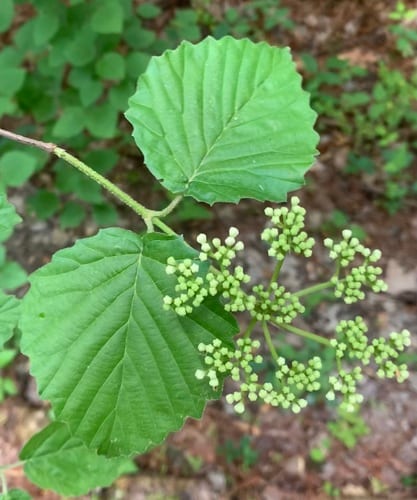 Roughish arrow-wood (Viburnum dentatum var. dentatum)