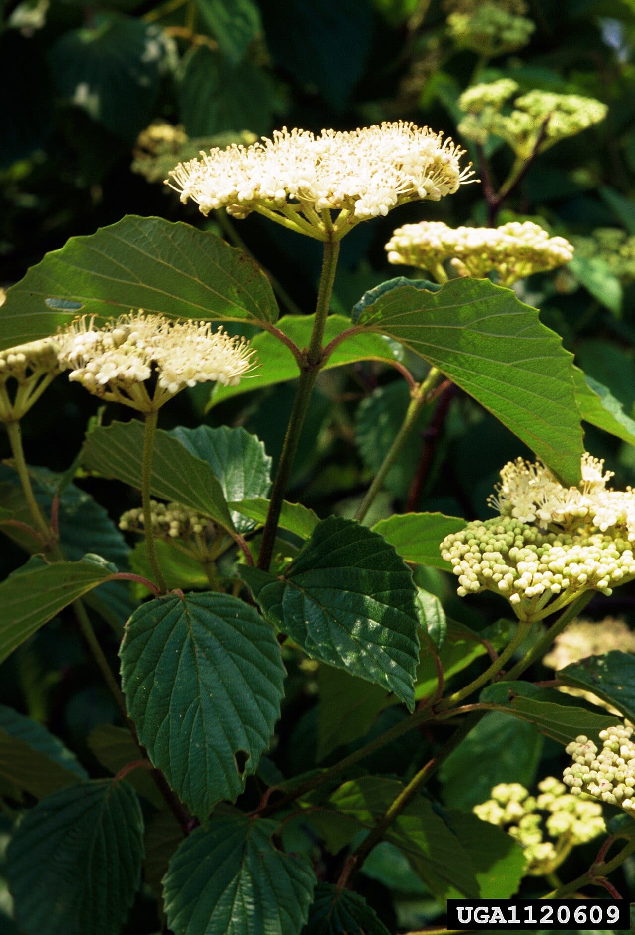 Southern arrowwood (Viburnum dentatum)