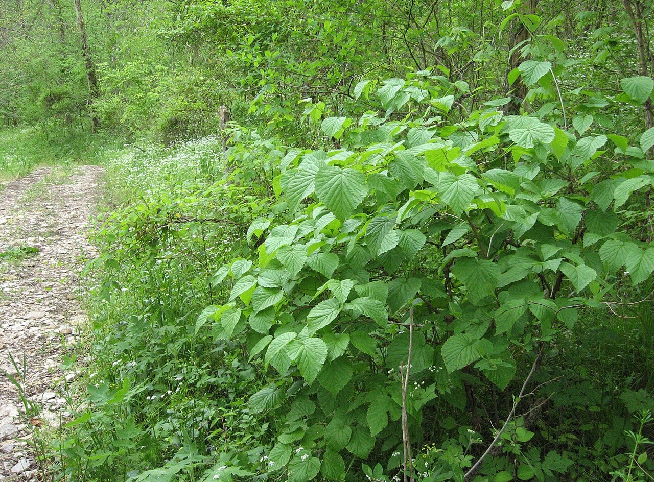 Soft-leaf arrow-wood (Viburnum molle)