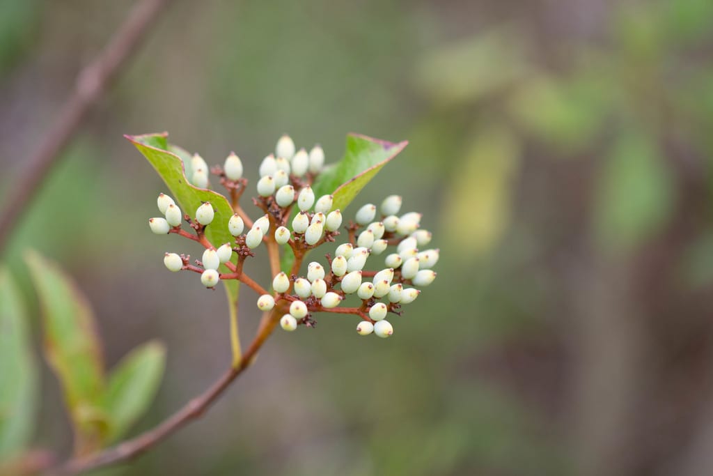Possumhaw (Viburnum nudum var. nudum)