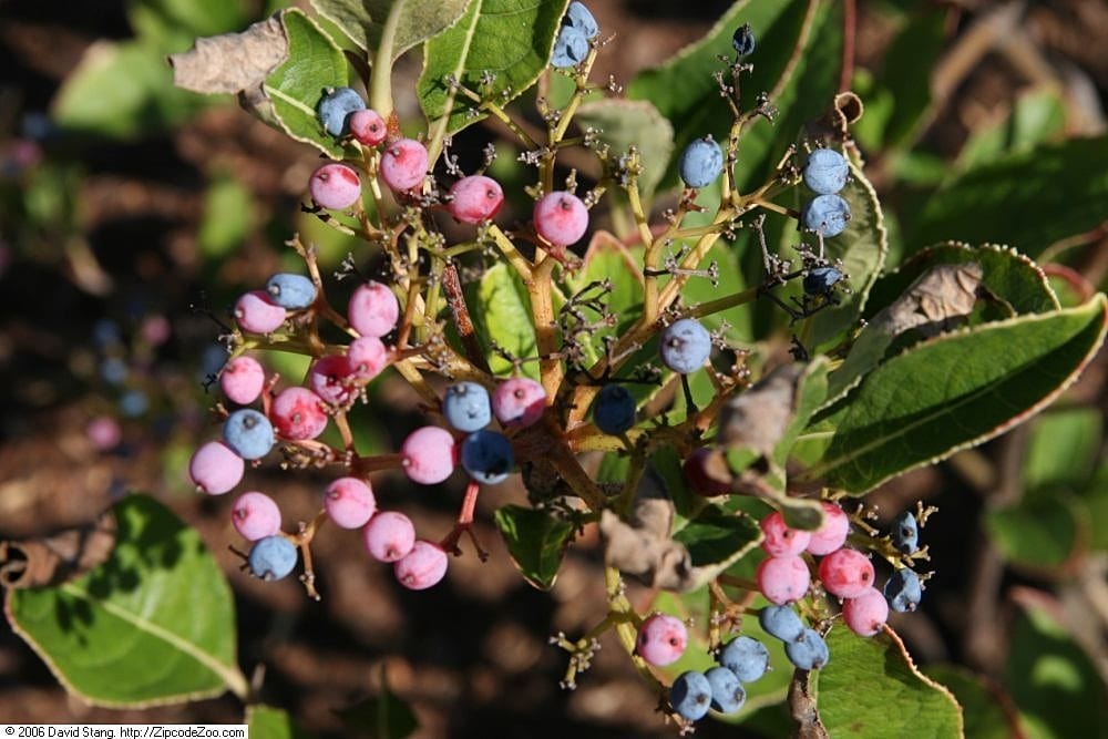 Possumhaw viburnum (Viburnum nudum)