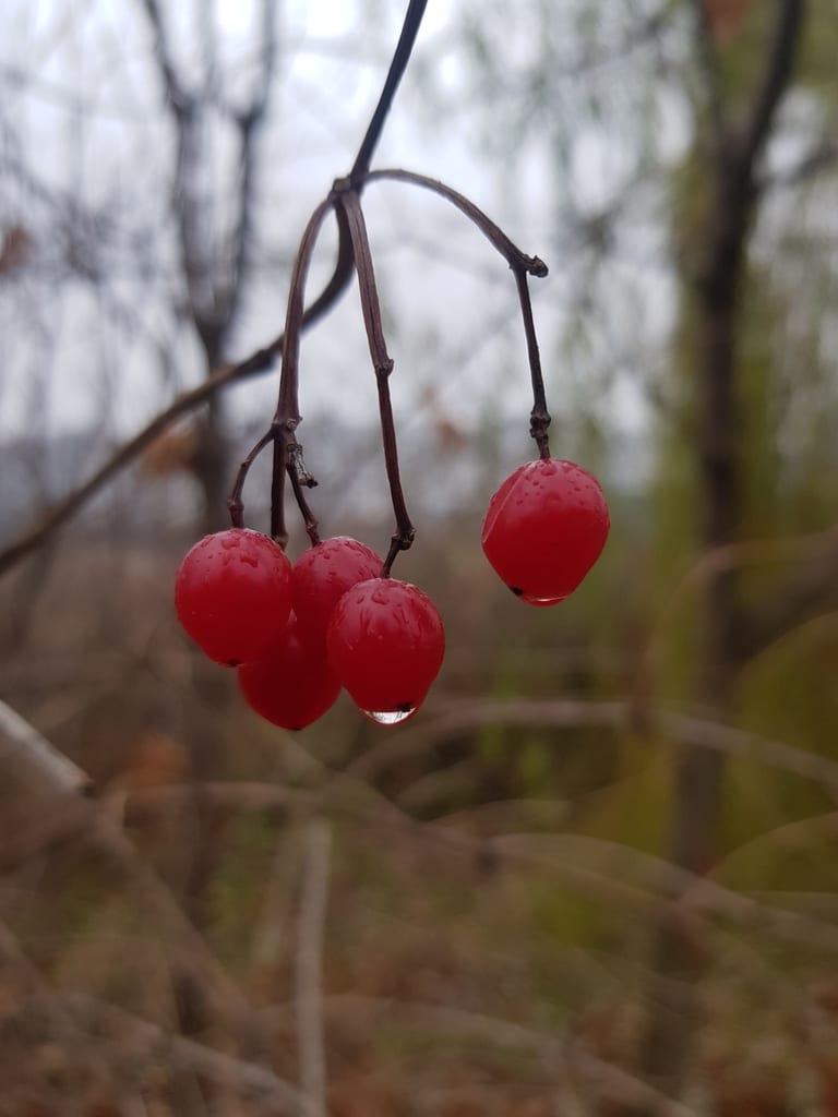 American cranberry bush (Viburnum opulus var. americanum)